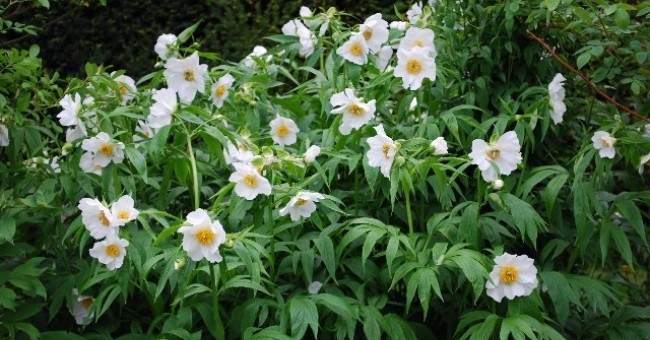 Paeonia emodi